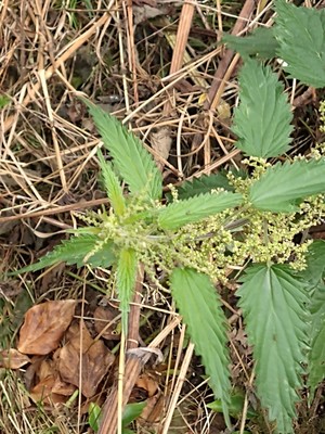 photo of Common Nettle