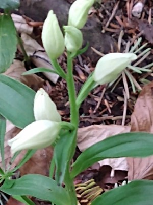 photo of White Helleborine