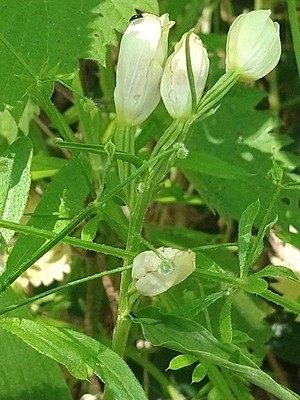 photo of White Helleborine