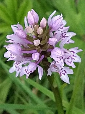 photo of Common Spotted Orchid