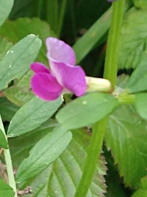 photo of Common Vetch