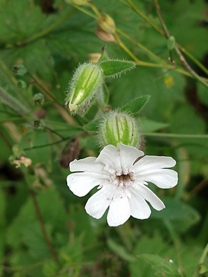 photo of White Campion