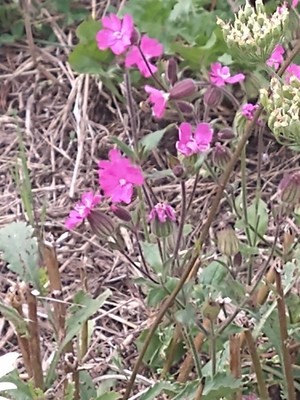 photo of Red Campion