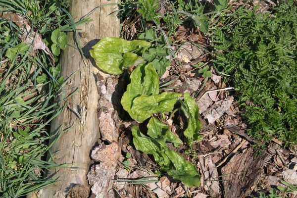 photo of Italian Arum