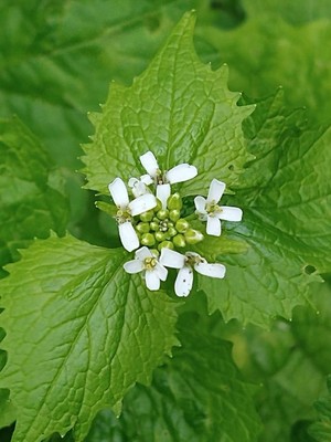 photo of Garlic Mustard