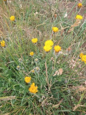 photo of Stinking Hawksbeard