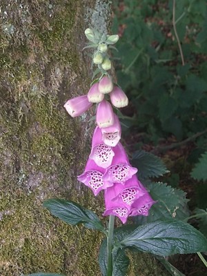 photo of Foxglove