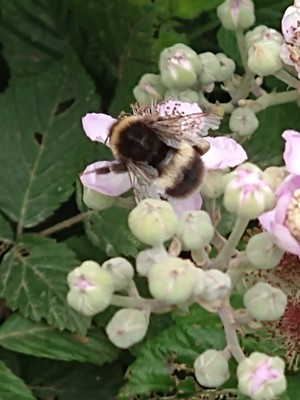 photo of Elm Leaved Bramble