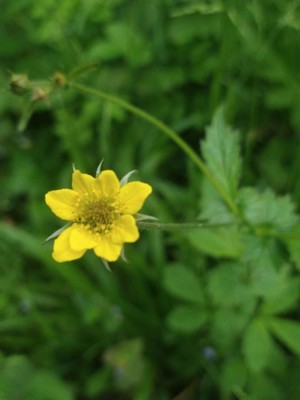 photo of Wood Avens