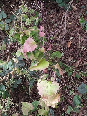 photo of Garlic Mustard