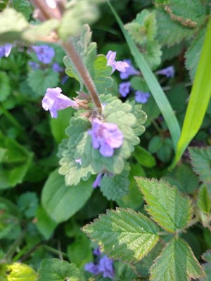 photo of Ground Ivy