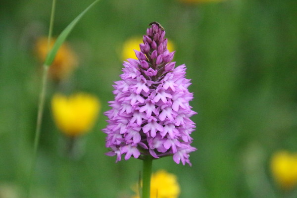 photo of Pyramidal Orchid