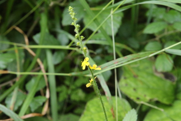 photo of Agrimony