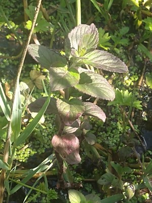 photo of Water Mint