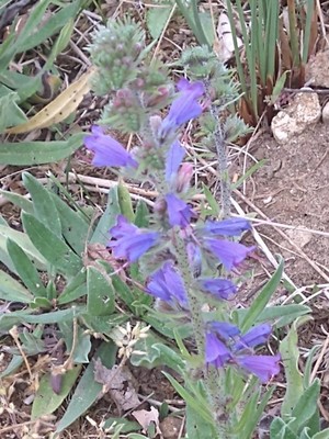 photo of Vipers Bugloss
