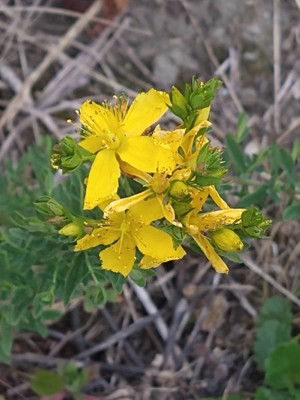 photo of Perforate St. John's Wort