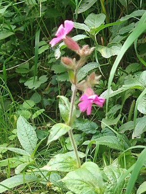 photo of Red Campion
