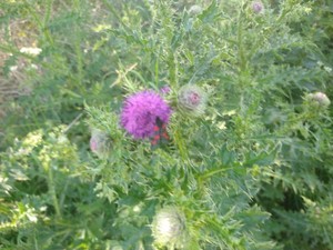 photo of Plumeless Thistle