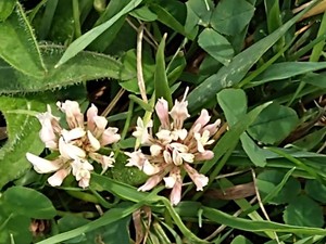 photo of White Clover