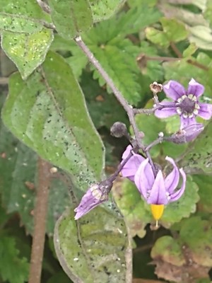 photo of Bittersweet