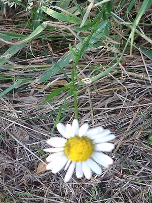 photo of Oxeye Daisy