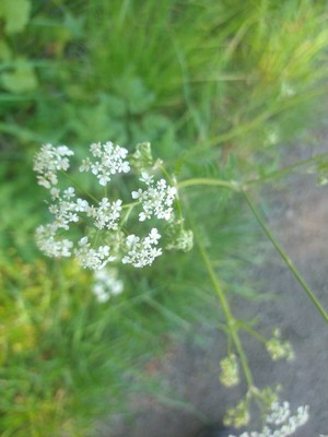 photo of Cow Parsley