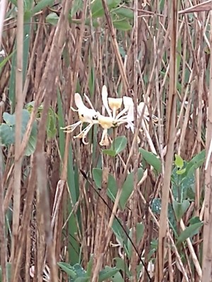 photo of Honeysuckle