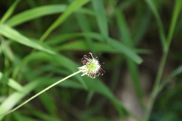 photo of Wood Avens