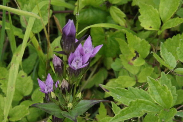 photo of Chiltern Gentian