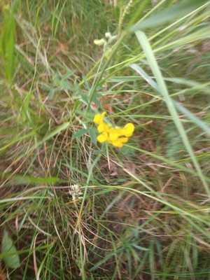 photo of Bird's Foot Trefoil