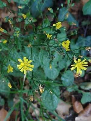 photo of Nipplewort
