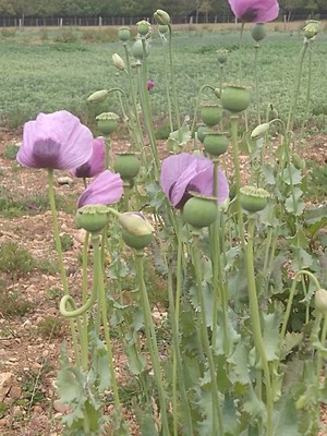 photo of Opium Poppy