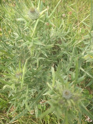 photo of Spear Thistle