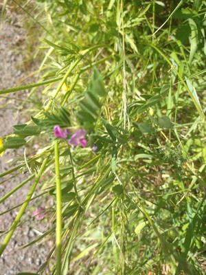 photo of Common Vetch