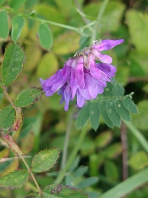 photo of Fodder Vetch