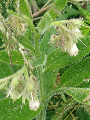 photo of Common Comfrey