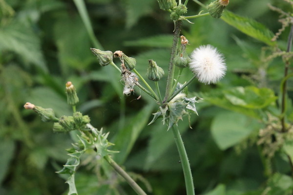 photo of Prickly Sow Thistle