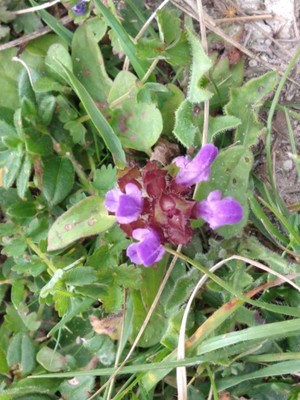 photo of Selfheal