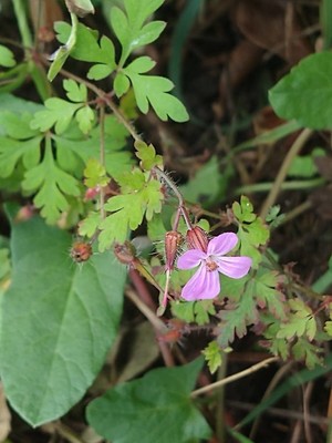 photo of Herb Robert