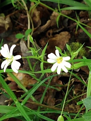 photo of Greater Stitchwort