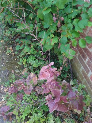 photo of Garlic Mustard