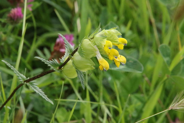photo of Yellow Rattle