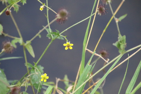 photo of Wood Avens