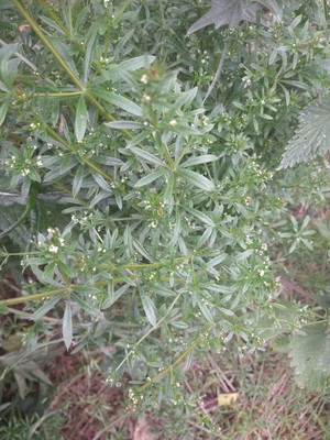 photo of Cleavers