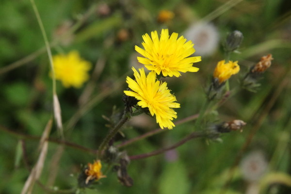 photo of Hawkweed Oxtongue