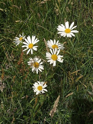 photo of Oxeye Daisy