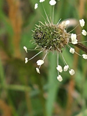 photo of Ribwort Plantain
