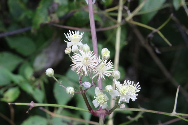 photo of Traveller's Joy