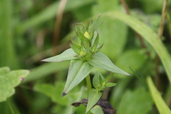 photo of Chiltern Gentian