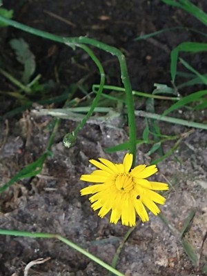 photo of Common Cat's Ear